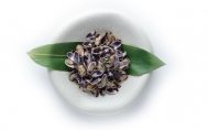 Tellina mussles